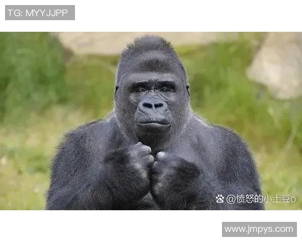 泰森与小罗伊琼对决的收入揭秘及其背后的商业价值分析 泰森与小罗伊琼对决的收入揭秘及其背后的商业价值分析